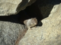 Yosemite NP